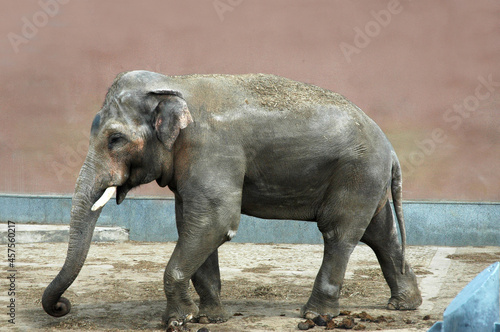 the elephant walking along the wall of the zoo. A gray sad dirty elephant.