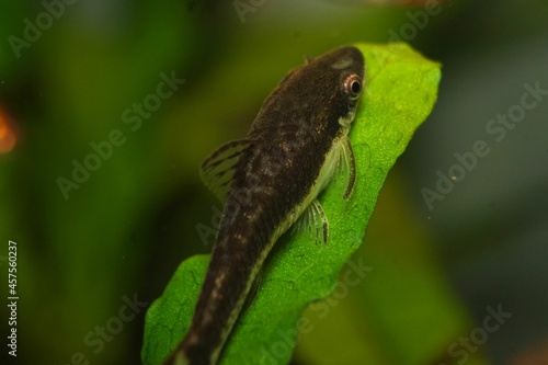 Close-up Otocinclus Catfish photo