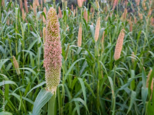 Close up of millet ear. Pearl millet field in rural area of punjab, Pakistan.Millet or Sorghum cereal crop in a field. It is also called as bajra or bajri crop in local language.