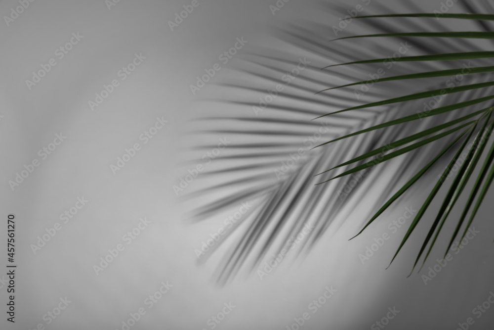 Fototapeta premium Tropical palm branch casting shadow on white wall. Space for text