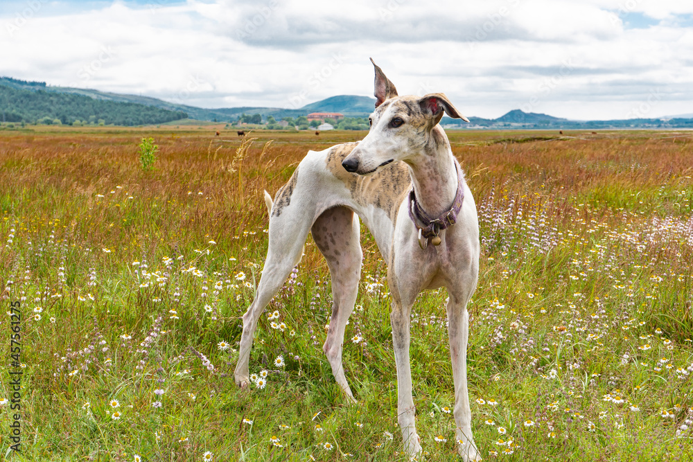 White and brown Spanish greyhound breed dog in the middle of nature with grass and flowers of different colors on a sunny summer day with some animals in the background and a cloudy sky.