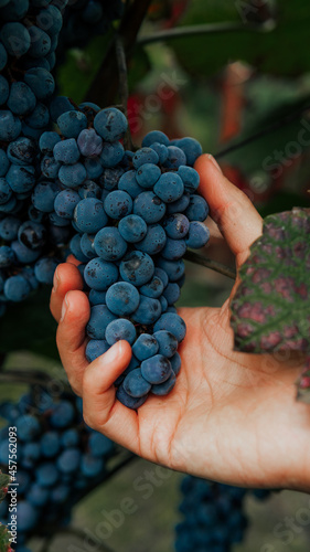 Close up of farmer female hands picking grape