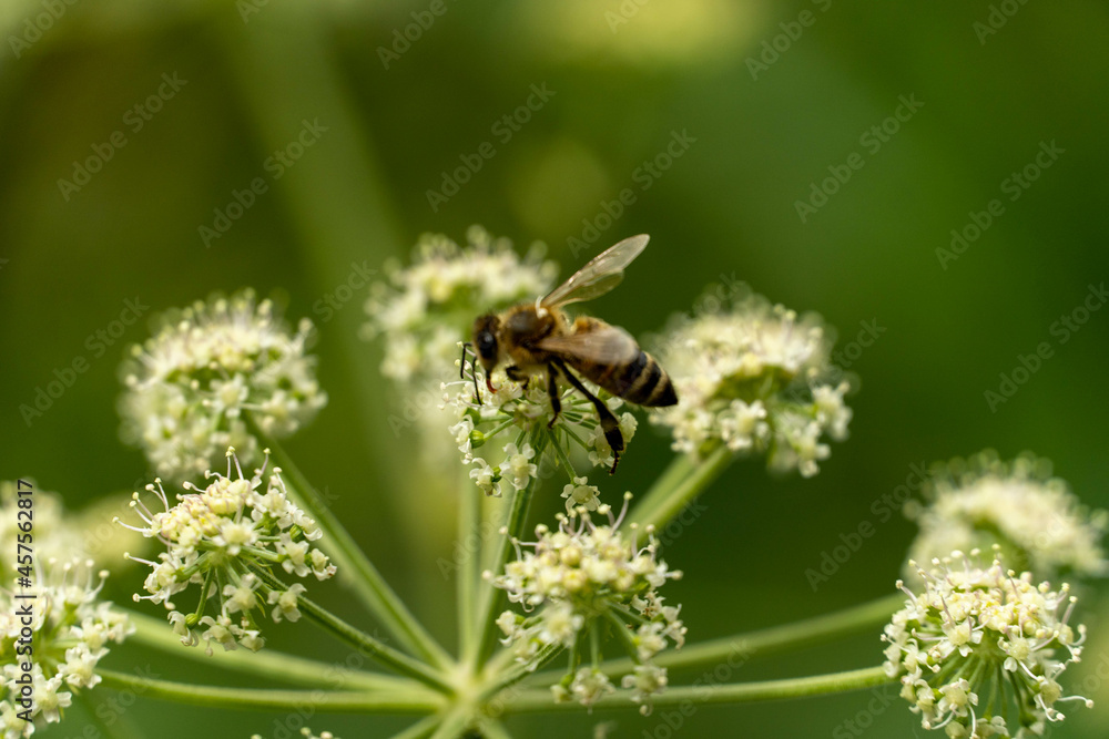 Naklejka premium Bee on a flower close-up