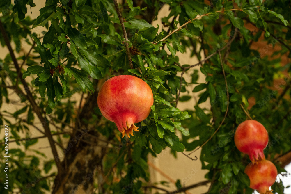 pomegranate tree with nice red fruits pomegranate tree with nice red fruits