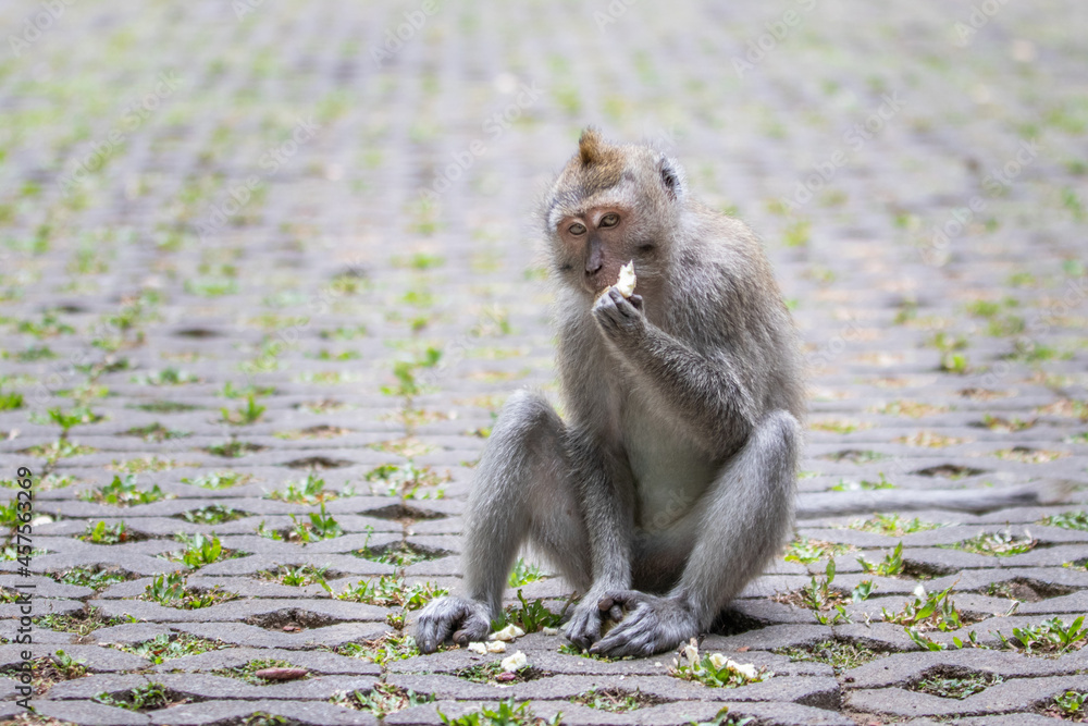 Obraz premium macaque eating in bali indonesia