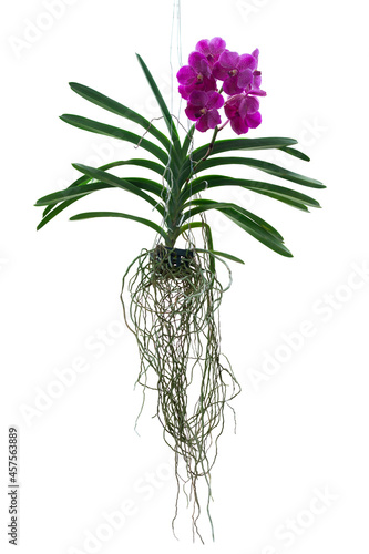 Purple Orchid Vanda flower bloom and hanging in black plastic pot in the garden isolated on white background included clipping path.