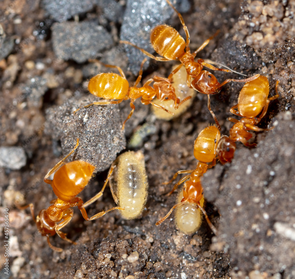 Ants with eggs on the ground.