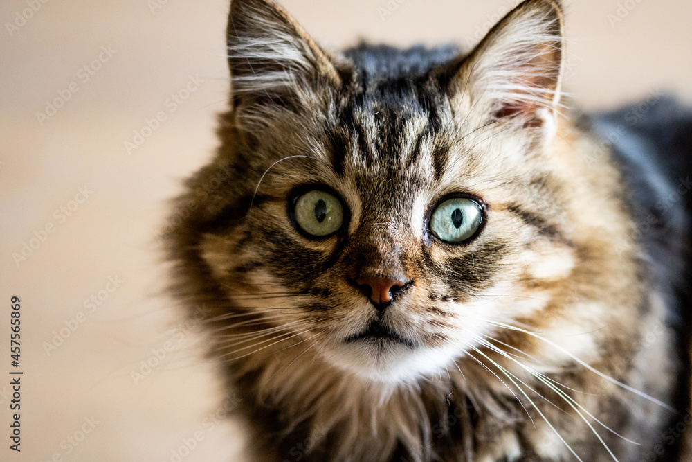 Fototapeta premium Cat face portrait looking in camera. Long-haired cat with light in the eyes. Pet portrait,with face details. Furry beautiful cat looks in camera.