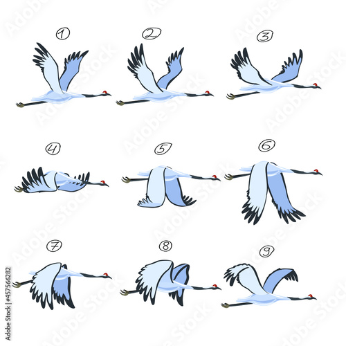 Crane animation. Bird animation, nine key frames. Cranes isolated on white background. Vector illustration.