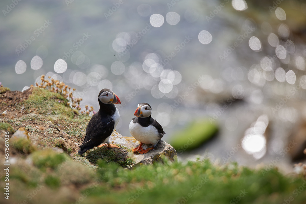 puffin standing on a rock cliff . fratercula arctica puffin standing on a rock cliff . fratercula arctica