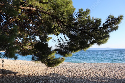 Fototapeta Naklejka Na Ścianę i Meble -  Picturesque beach on the Croatian coast, sea and pine trees on a sunny summer day. Green pine needles against the background of the azure sea and clear blue sky on a pebble beach