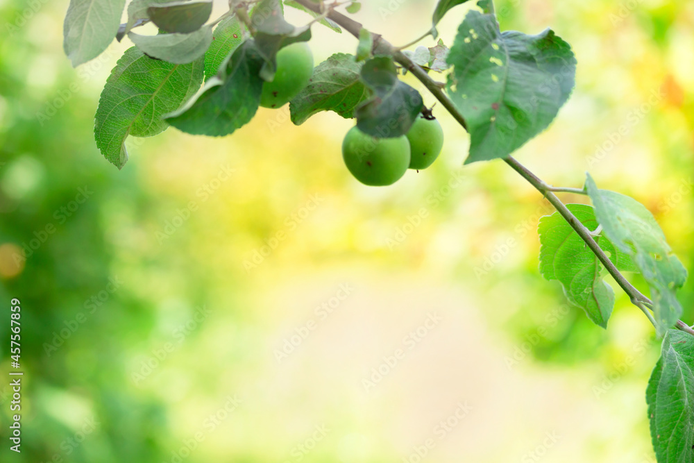 Fresh nature background with green apples and yellow defocused backdrop. Natural day sunlight above apple tree. Fresh nature background with green apples and yellow defocused backdrop. Natural day sunlight above apple tree.