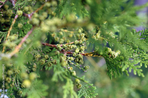 close up of a tree