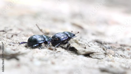 The pair of bugs - Dor beetle (Anoplotrupes stercorosus) on a forest way. photo