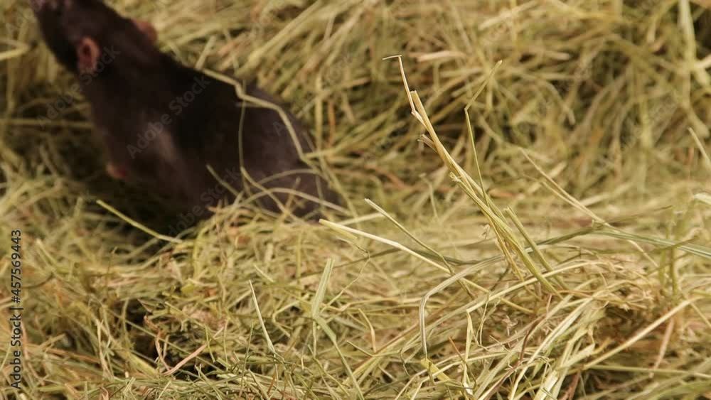 Black rat, mouse running through the hay. Black rat, mouse running through the hay.