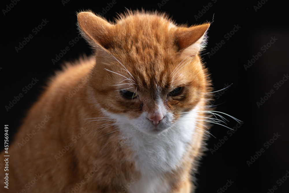 Portrait of an old ginger beautiful cat on a dark background.