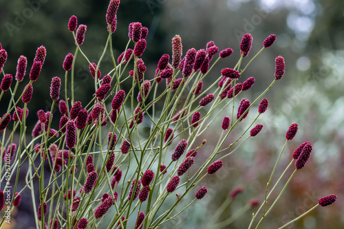 Mass of Sanguisorba Cangshan Cranberry flowers in summer photo