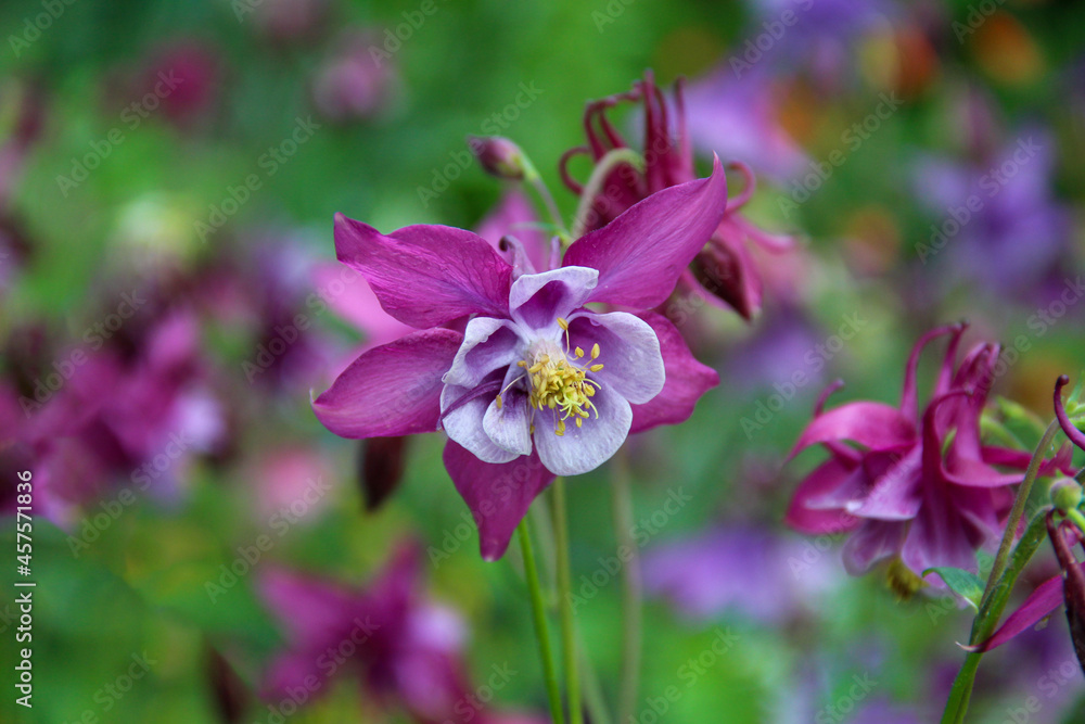 Purple columbine flowers on a background of flowers and greenery