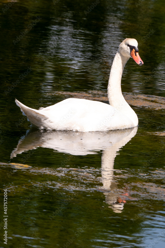 Fototapeta premium Cygne tuberculé,.Cygnus olor, Mute Swan