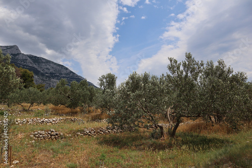 Olive trees at sunset against the backdrop of a mountain range and blue sky with clouds