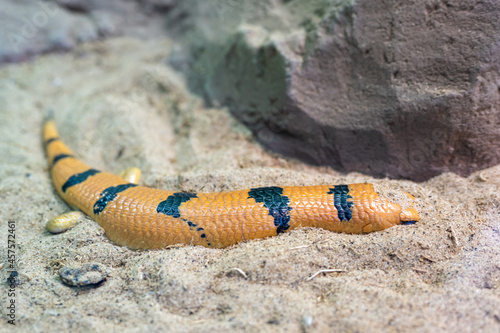 Peters's banded skink, Scincopus fasciatus, is a skink found.