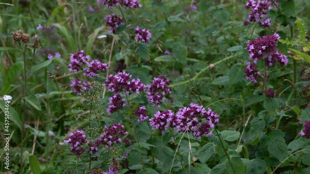 Oregano in slight breeze, cutting (Origanum vulgare) - (4K) Oregano in slight breeze, cutting (Origanum vulgare) - (4K)