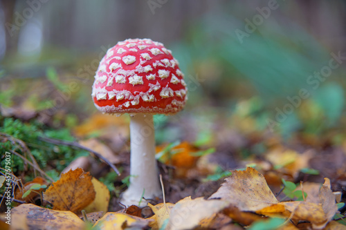 Amanita mushroom grows in the autumn forest.