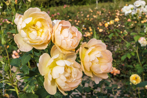 Wallpaper Mural Cluster of floribunda apricot colour roses in English rose garden. Torontodigital.ca