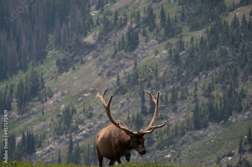 Bull Elk grazing and wondering around high altitutde tundra and alpine meadow in the Rocky Mountains