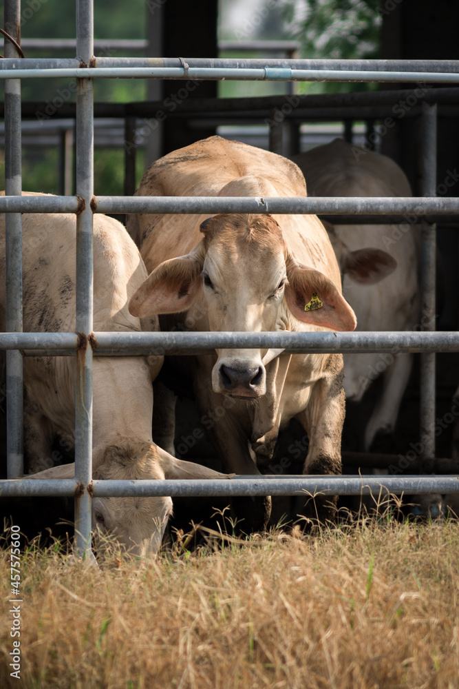 Beef cattle on a farm