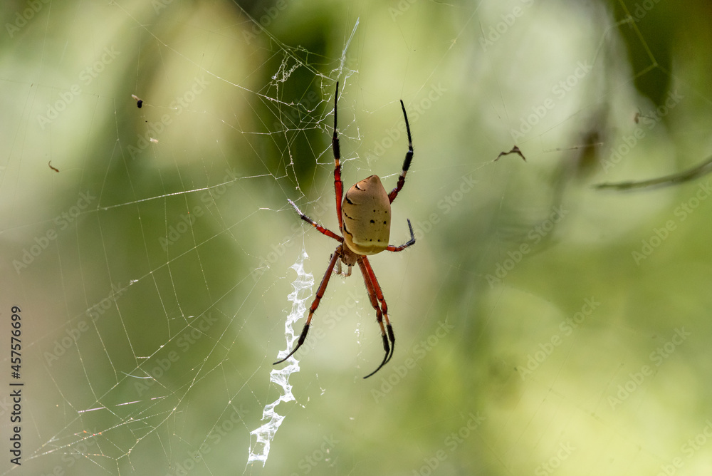 Spiders weaving cobwebs in the Forest waiting for prey. Spiders weaving cobwebs in the Forest waiting for prey.