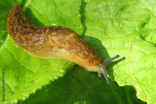 Orange slug on green primula leaves in the garden, closeup 