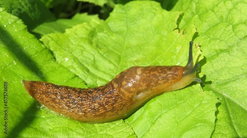 Orange slug on light green leaves in the garden in spring, closeup