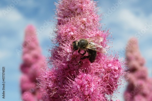 Bee on pink spiraea salicifolia flowers against blue sky, closeup photo