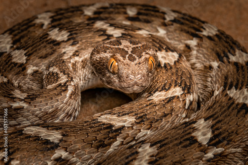 saw scaled viper from Dubai desert 