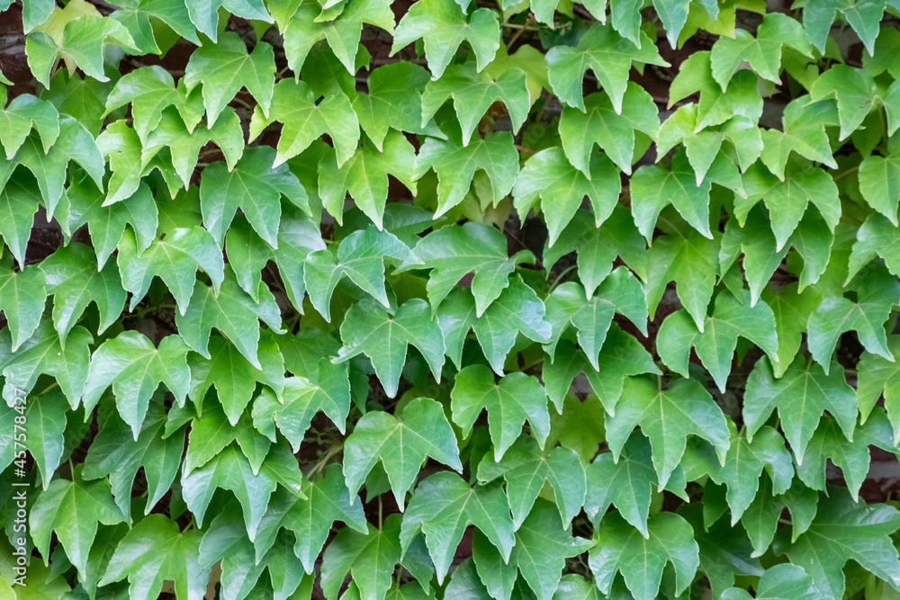 Many green leaves of wild wine climbing plant shows fresh air and healthy environment with wall climbing rank plant at rustic brickwall and colorful grapevine foliage wallpaper pattern green facade Many green leaves of wild wine climbing plant shows fresh air and healthy environment with wall climbing rank plant at rustic brickwall and colorful grapevine foliage wallpaper pattern green facade