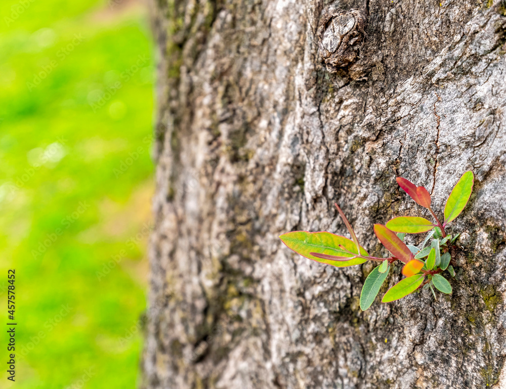 fresh green spring leaves growing on tree trunk closeup and grass blurred background