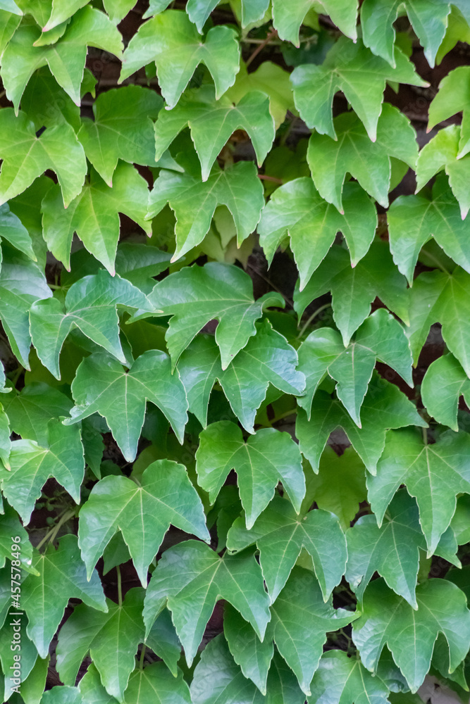 Many green leaves of wild wine climbing plant shows fresh air and healthy environment with wall climbing rank plant at rustic brickwall and colorful grapevine foliage wallpaper pattern green facade Many green leaves of wild wine climbing plant shows fresh air and healthy environment with wall climbing rank plant at rustic brickwall and colorful grapevine foliage wallpaper pattern green facade