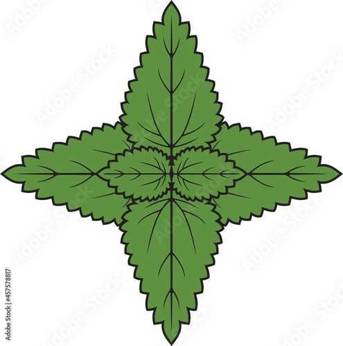 Nettle plant color vector illustration