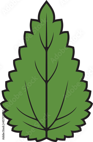 Nettle leaf color vector illustration