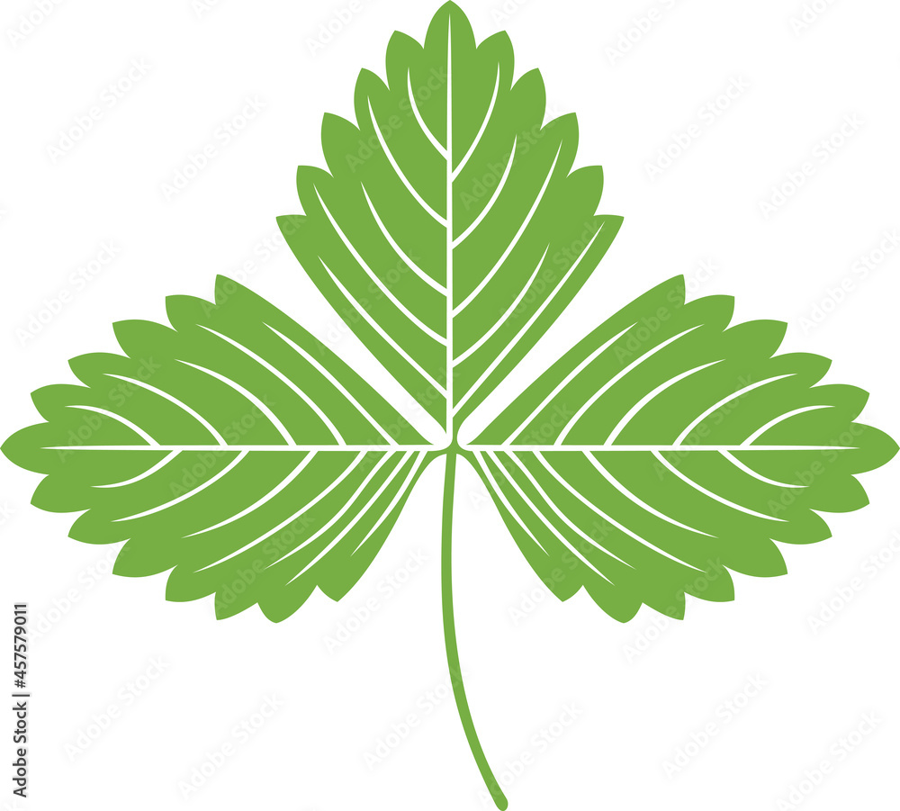 Strawberry green leaf vector illustration Strawberry green leaf vector illustration