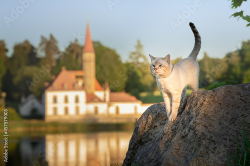 A cute tabby cat stands on a large stone against the background of the castle. Cat in Boots