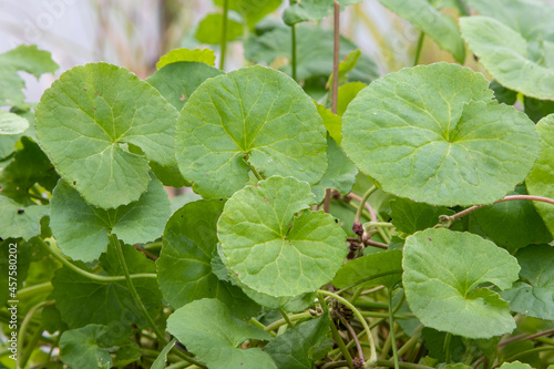 Gotu kola (Centella asiatica) herb plant © Danny