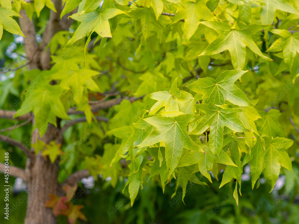 Selective focus of liquidambar (sweetgum tree) green leafs with blurred background Selective focus of liquidambar (sweetgum tree) green leafs with blurred background
