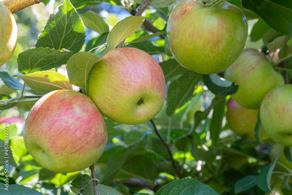Apple tree filled with honeycrisp apples ready for harvest Apple tree filled with honeycrisp apples ready for harvest