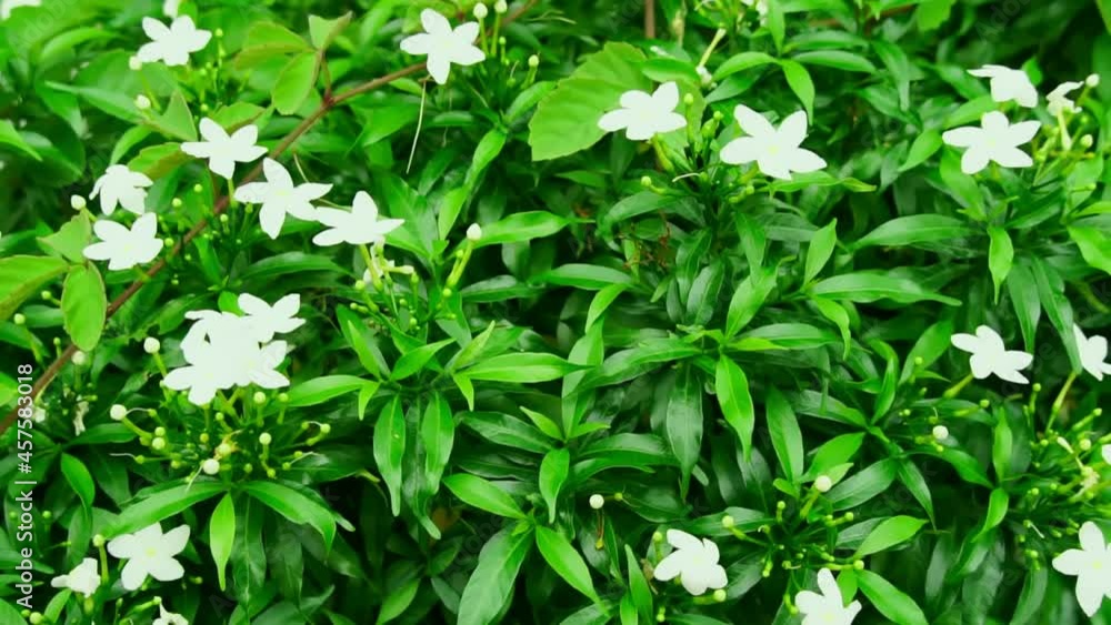 Close up green leaves swaying in the wind. Slow motion. Close up green leaves swaying in the wind. Slow motion.