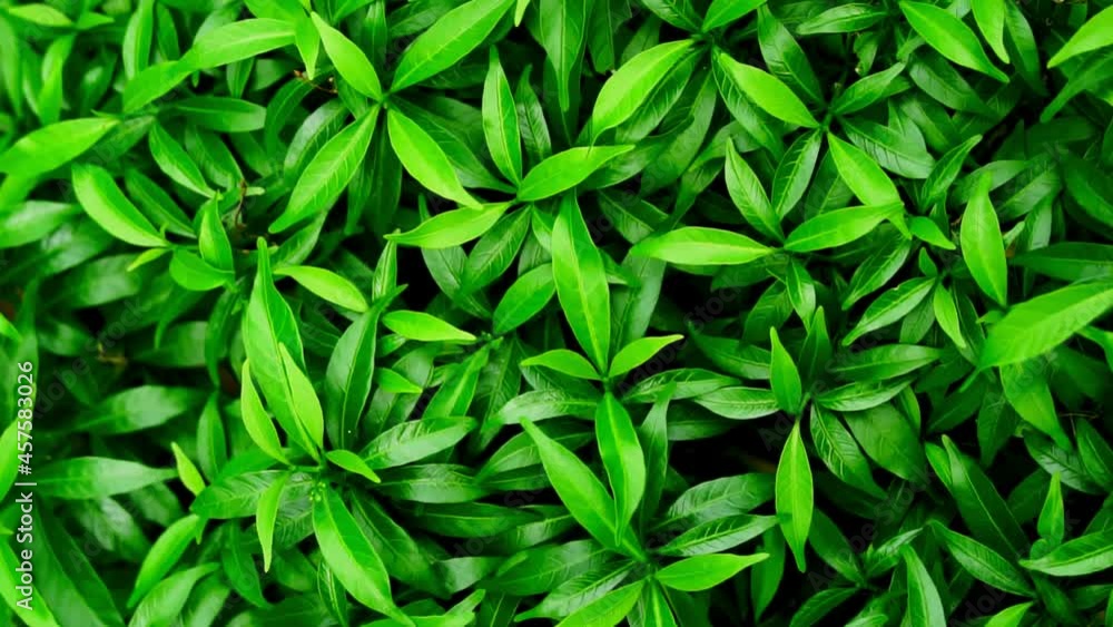 Close up green leaves swaying in the wind. Slow motion. Close up green leaves swaying in the wind. Slow motion.