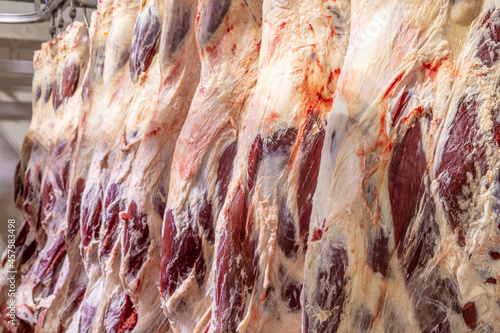 At the slaughterhouse, Carcasses, raw meat beef, hooked in the freezer. Close up of a half cow chunks fresh hung and arranged in a row in a large fridge in the fridge meat industry. Halal cutting. photo