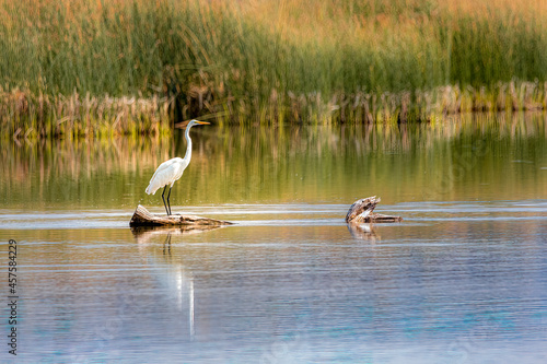 Great Egret at Eagle Lake in Lassen County, California, USA.