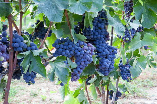 Purple grapes